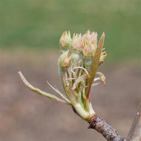 The flowering pear, also known as callery pear, is native to china and vietnam. Pear bud stages | New England Tree Fruit Management Guide