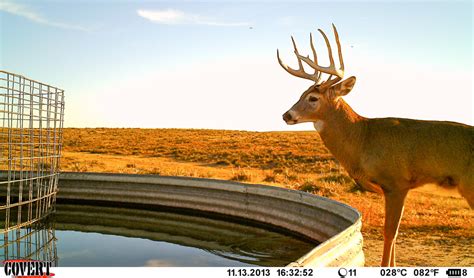 How To Hunt Each Phase Of The Western Whitetail Season Gohunt The