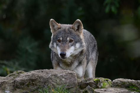 Wild Wolves Of 21stcentury Europe Tabitomo