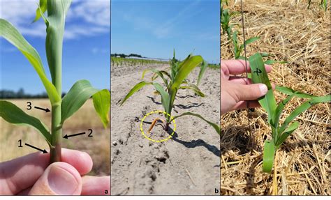 Checking Vegetative Growth Stages Delaware Agronomy Blog