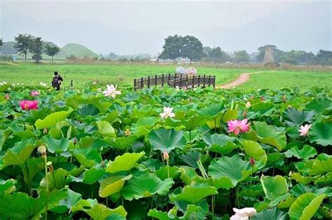 Top 13 Cánh đồng Hoa đẹp Nhất ở Việt Nam Có Thể Bạn Muốn Biết Toplistvn