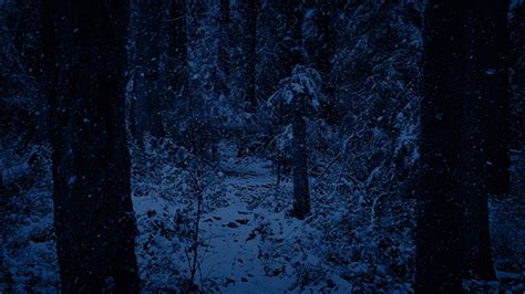 Snow Falling On Forest Path At Night By Rockfordmedia