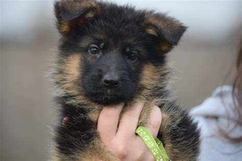 Kappel Kennels German Shepherd Puppies Of World Famous Quality Texas