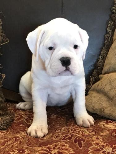 Adorable Olde English Bulldog Boston Terrier Puppy Female For Sale In