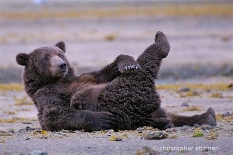 9 Bears Practicing Yoga Animal Yoga Bear Bear Pictures