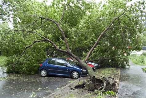 Am I Covered By Atlanta Car Insurance If A Tree Falls On My Car
