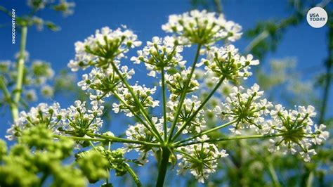 Poison Hemlock In Ohio Where It Is And How To Spot It