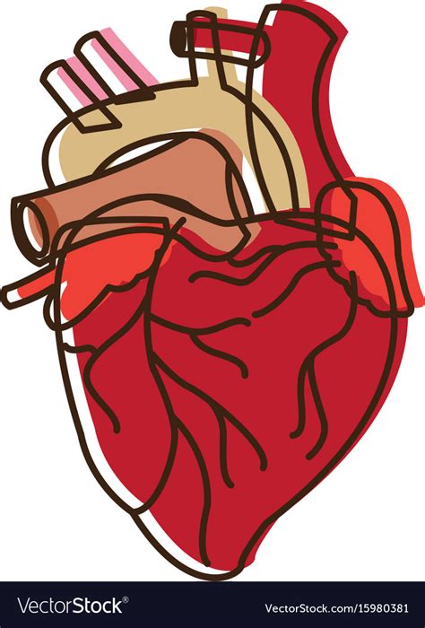 Human Heart Medical Anatomical Artery Royalty Free Vector