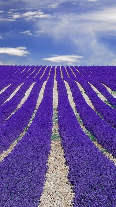 Nature Fields France Lavender Provence Wallpaper 16940