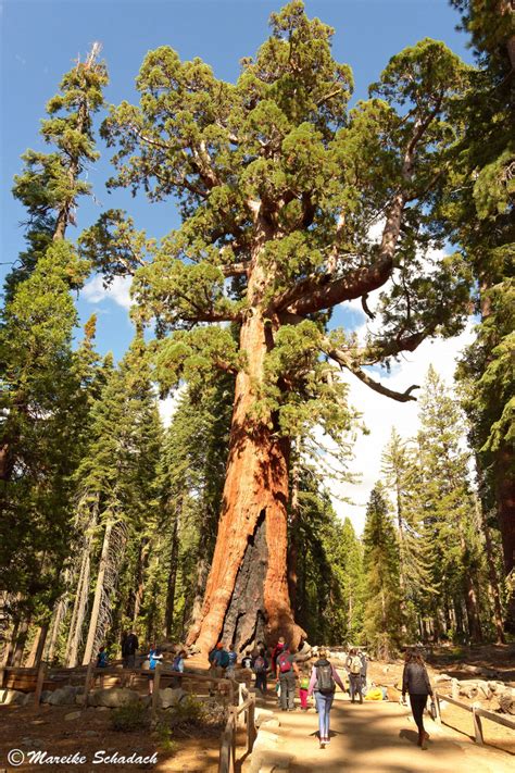 Giant Sequoias Im Mariposa Grove Yosemite Nationalpark