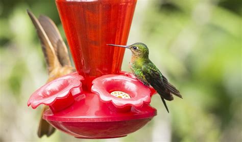 7 Best Hummingbird Feeders Reviews Guide
