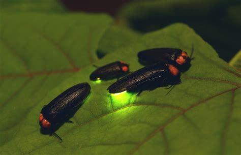 Keeping Fireflies From Blinking Out For Good