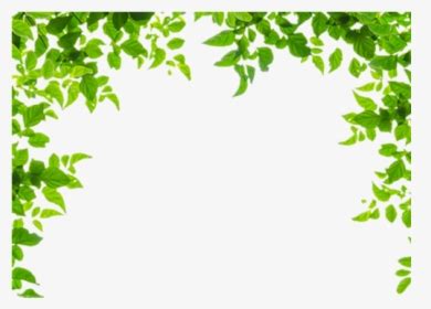 When creating a matte border, you specify how many pixels it occupies at the top, left, bottom, and the next picture shows compound borders. Leaf Border PNG Images, Free Transparent Leaf Border ...