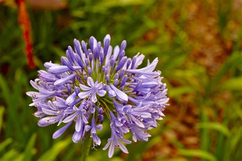 Lily Of The Nile African Lily Agapanthus Praecox 7380x4928 Oc