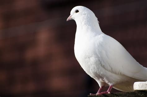 27 Interesting And Bizarre Facts About Doves Tons Of Facts