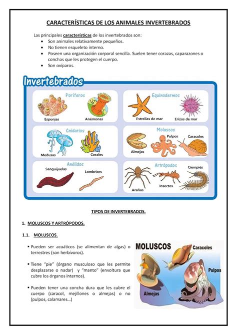 Calaméo - Características De Los Animales Invertebrados