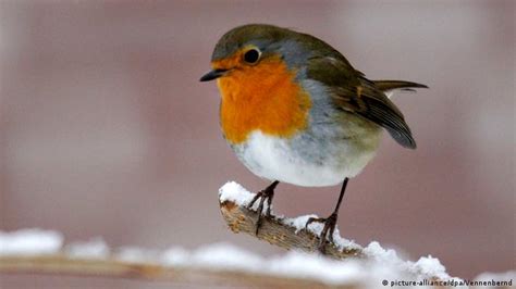 Staying Put For Winter Germany′s Garden Birds Environment All