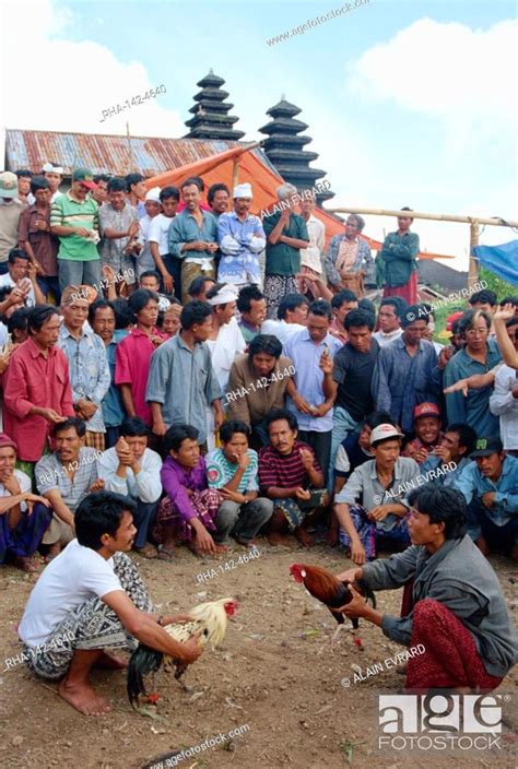 A Crowd Of People Watching Cock Fighting On Bali Indonesia Southeast