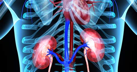 Inside each kidney are right around a million nephrons. Are The Kidneys Located Inside Of The Rib Cage : Sternal Pain Different Causes Physiopedia ...