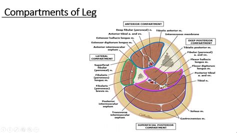 Gross Anatomy Lower Limb Anterior Compartment Of Leg Youtube