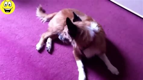 How Dogs React To Farts Funny Video Youtube
