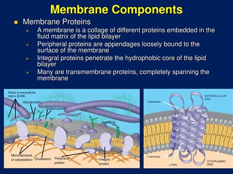 Ppt Cell Membrane Structure And Function Powerpoint Presentation