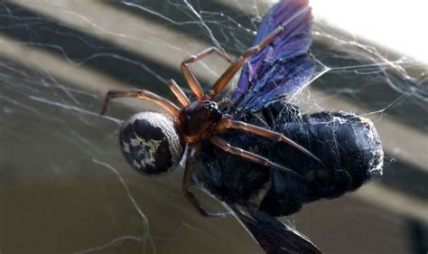 The degree of the symptoms. Have you got false widow spiders in YOUR house: How to ...