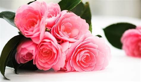 Unsurprisingly, this classic bud is the most popular choice for valentine's day, says kate law, product design manager at proflowers.com. 10 Most Romantic Flowers For The Woman You Love