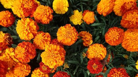 5 Facts About Marigolds You Didn T Know Garden Benefits Cultural