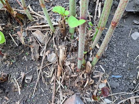 🏡 Japanese Knotweed Removal Diy Done Right