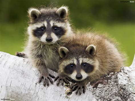 Cute Raccoon In Photos Funny And Cute Animals
