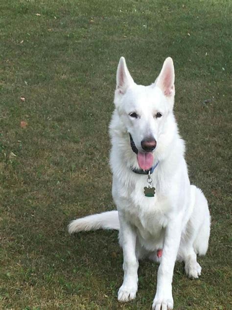 More importantly, although blue eyes are rare, depending on the circumstances, they can occur naturally in german shepherds. Pin by Selena Crosby on White German Shepherd Dog (NEVER BLUE EYES) | White german shepherd ...