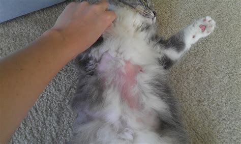 My Cat Is Losing Fur On Her Belly What Could Be The Cause Munchkin