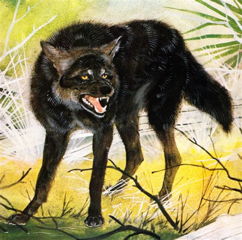 Extinct Wolf Breeds Wolf Info