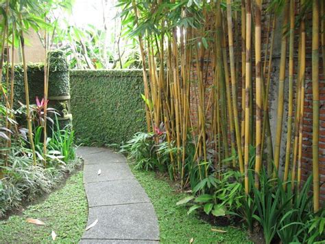 A bamboo hedge in the back of a brooklyn garden. Use bamboo along side garden. Effective and serves as ...