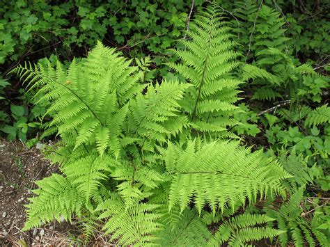 Buy Lady Fern Online Athyrium Felix Femina