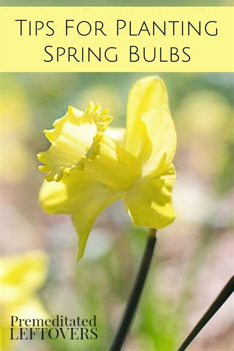 These Tips For Planting Spring Bulbs Include When And Where To Plant