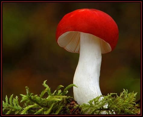 Russula Emetica Red Cap Mushroom Stuffed Mushrooms Edible