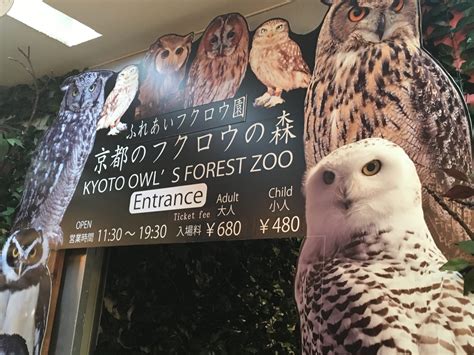 Local Tells Top 3 Best Owl Cafes In Kyotodont Miss Meeting The
