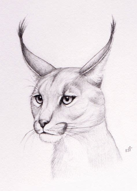 Caracal By Bastet Mrr On Deviantart Caracal Animal Drawings