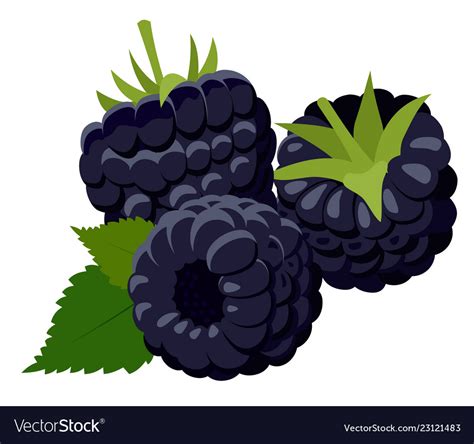Blackberries Group Two Ripe Royalty Free Vector Image