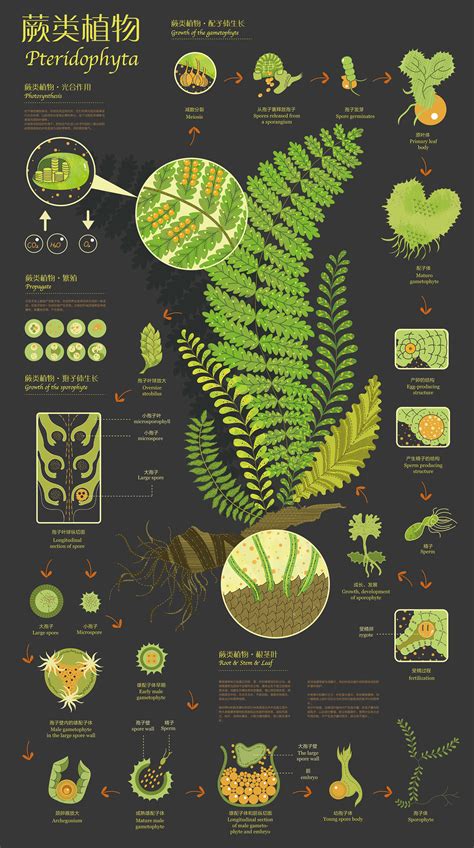 Infographic Of Plants — Information Is Beautiful Awards