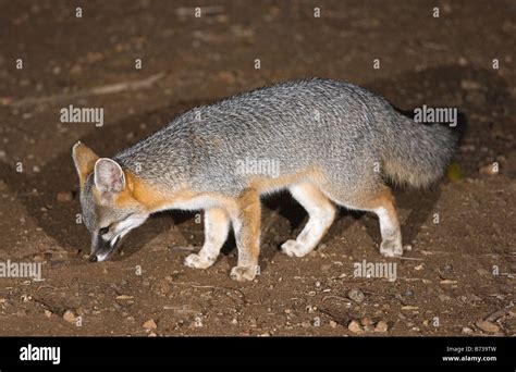 Gray Fox Urocyon Cinereoargenteus Feeding At Night In The Sonoran