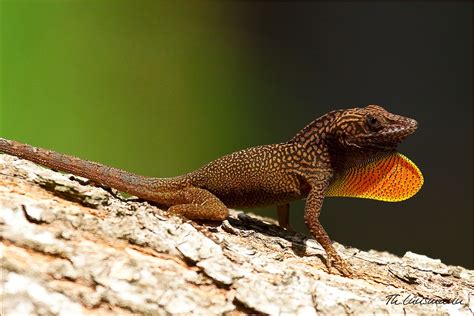 Jamaican Lizard Foto And Bild Tiere Wildlife Amphibien And Reptilien Bilder Auf Fotocommunity