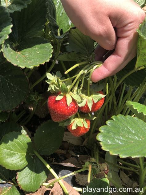 Pick Your Own Strawberries Adelaide Hills | Beerenberg, Hahndorf ...
