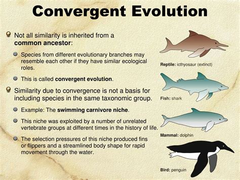 Ppt Convergent Evolution Powerpoint Presentation Free Download Id