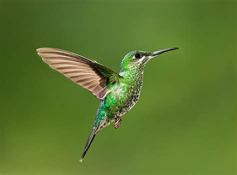 Hummingbird In Flight Photograph By Hali Sowle