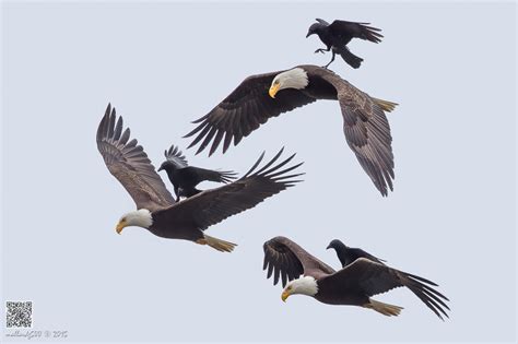 The Story Behind The Photo Of A Crow Riding An Eagle Part 2