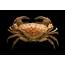 Toothed Rock Crab  Cancer Bellianus Image Free Stock Photo Public