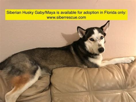 All puppies online are available for adoption! Pin by Florida Siberian Husky Rescue Inc on Siberian ...
